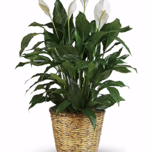 Send lasting comfort with a peace lily plant from Flowerland Florist in Sulphur Springs, TX. A timeless gift of sympathy or encouragement, this elegant green plant symbolizes peace, purity, and hope. Easy to care for. Local delivery available.