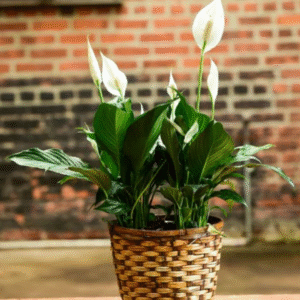 Peace Lily 6"